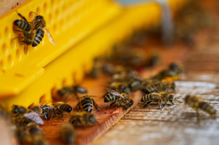 Chronimy Pszczoły